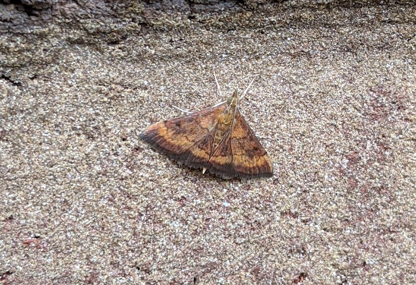 Had to phone photo this one_20200901.jpg